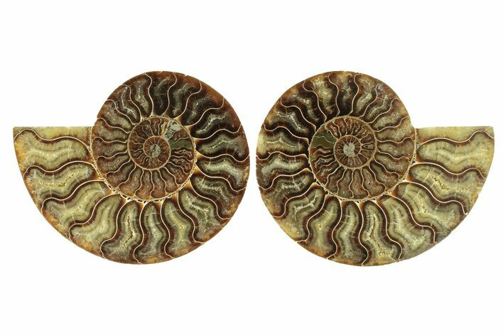 Cut & Polished, Agatized Ammonite Fossil - Madagascar #264779